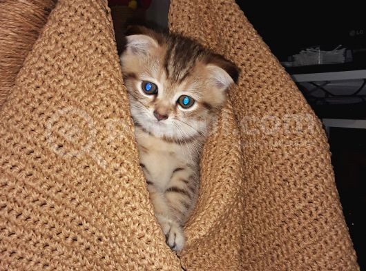 Scottishfold